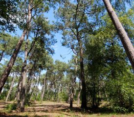 Le Touquet forest