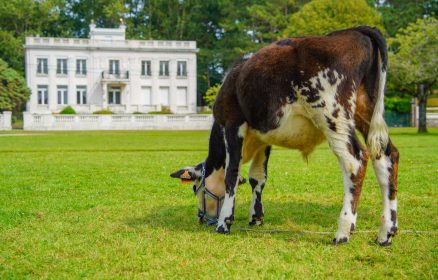 Ferme pédagogique et thérapeutique itinérante