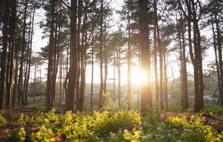 Visite guidée – La Forêt du Touquet au fil des saisons