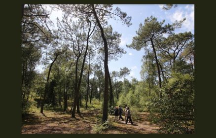 Atelier enfant – Mon herbier de la forêt du Touquet