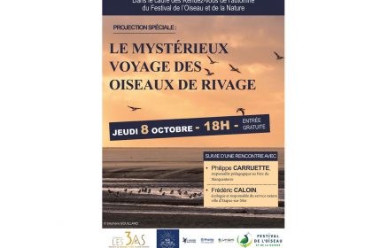 Projection spéciale : Le mystérieux voyage des oiseaux de rivage